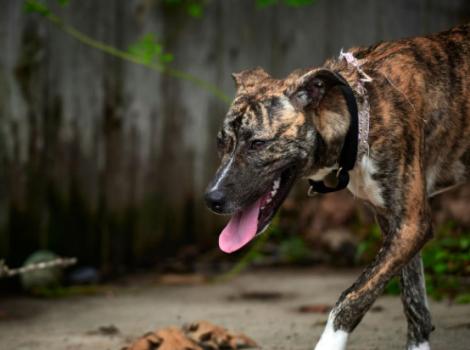 Quincy the dog walking in front of a fence