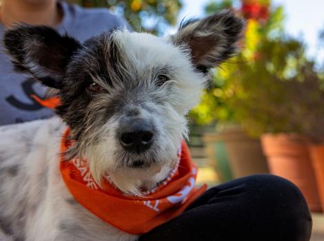 Sherman the dog wearing an orange bandanna and in a person's lap