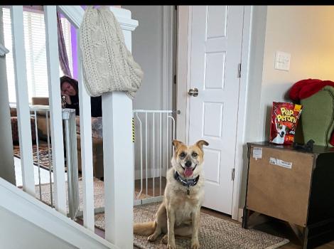 Skelly the dog at the bottom of the stairs