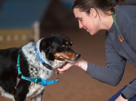 Person scratching the chin of Cash the dog