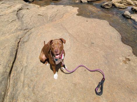 Dandelion the dog on some concrete in front of a waterfall in an urban environment