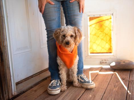 Edna the poodle wearing an orange bandanna standing between a person's legs