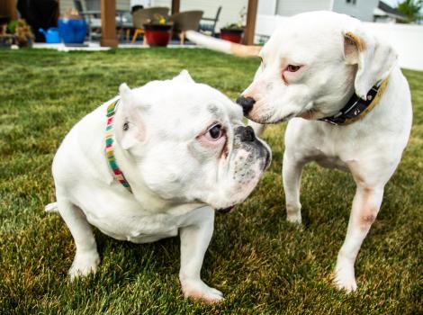 Honey and Hambone the dogs looking at each other nose-to-nose