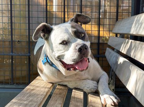Hulk the dog lying on a wooden bench, smiling