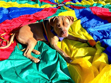 Jake the dog lying on a multi-colored parachute