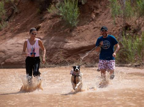 Paige the dog running in a creek with two people