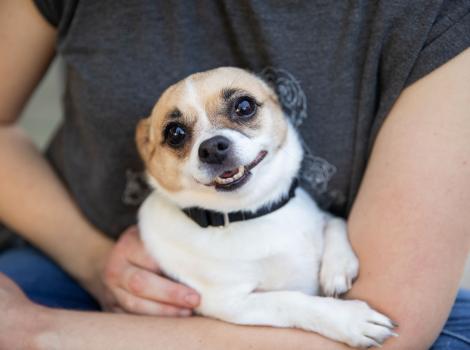 Person holding a smiling Java the Chihuahua dog in a lap