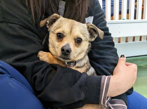 Jax the dog in a person's lap while being cradled in her arms
