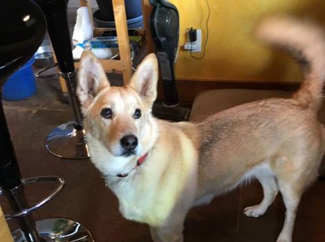 Lulu the dog in her new home