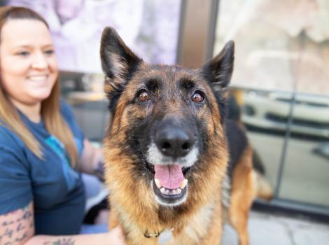 Merlot the German shepherd smiling in front of a smiling person