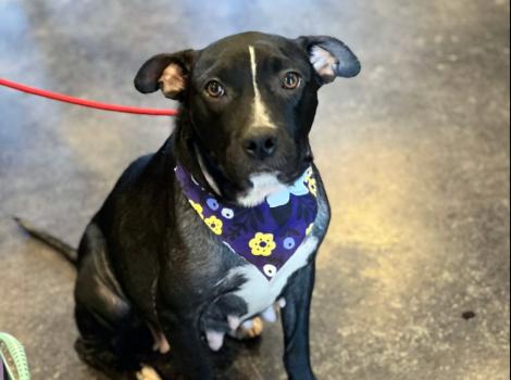 Molasses the black and white dog sitting and wearing a purple bandana with colored flowers on it