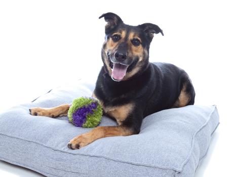 Moose the dog lying on a gray cushion with a toy between his front legs