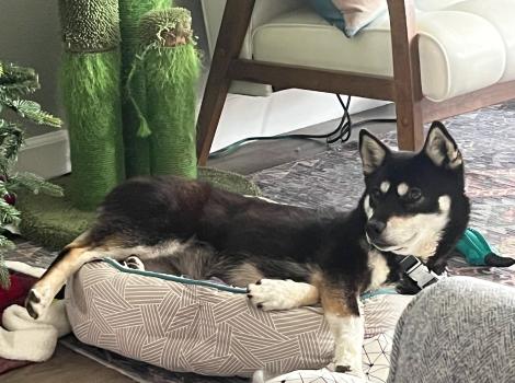 Hazel the dog lying comfortably on a dog bed in a home