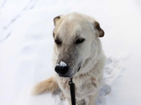 Ollie the dog on a leash in the snow, with a bit of snow on his nose