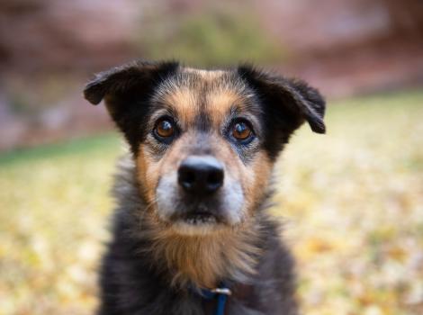 The face of Spaghetti the dog