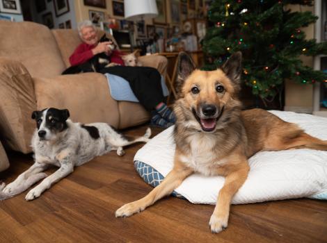 Spearmint Sally lying on a dog bed in front of a Christmas tree, a person and three other dogs