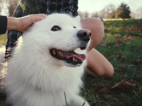 People petting a large white dog