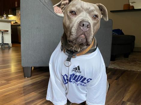 Dolly the dog wearing a sports T-shirt