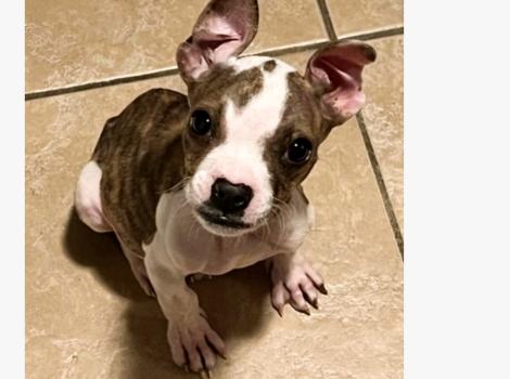 Dolly Jean the puppy looking up from sitting on a tile floor