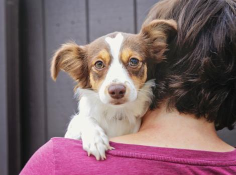 Person holding a small brown and white dog over her shoulder