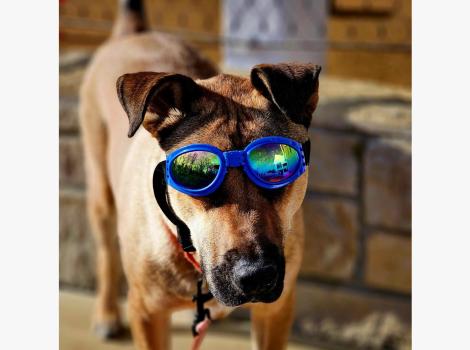 Doug the dog wearing his sunglasses