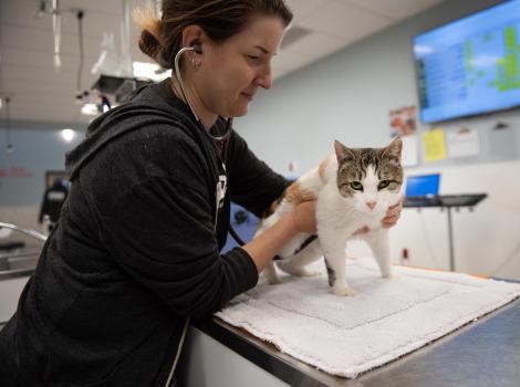 Dr. Erin Katribe assessing Sadie the cat