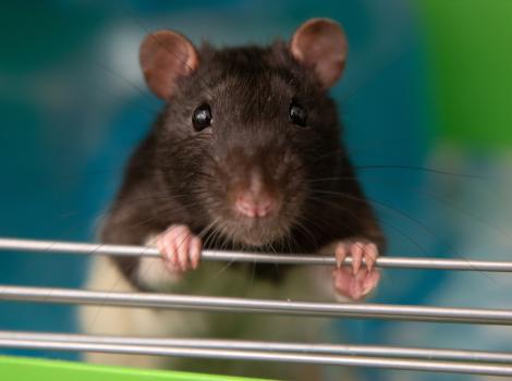 Dude the rage with his front paws grasping a metal bar