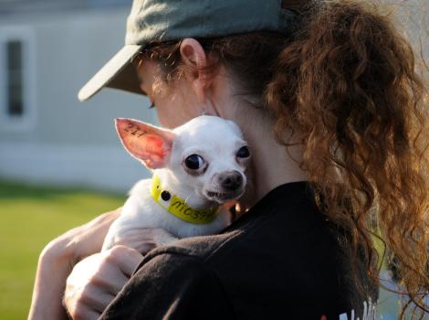 Person holding a Chihuahua rescued from a puppy mill over her shoulder. The dog is tattooed on his ear and is wearing an identification collar.