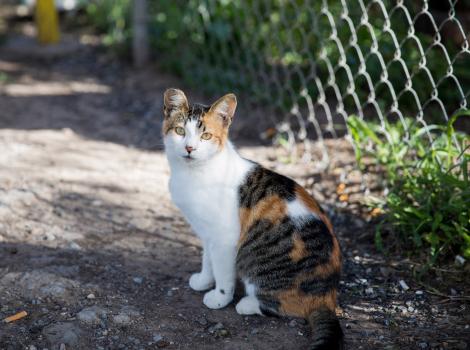 Calico community cat with ear-tip outside by a chain-link fence
