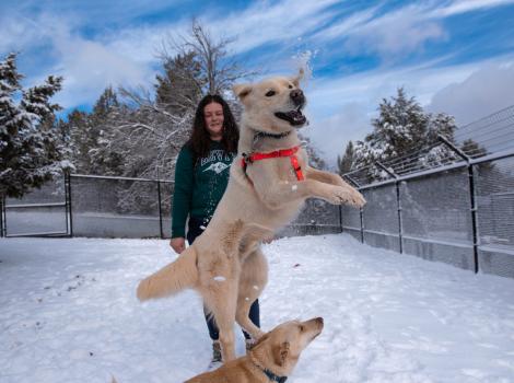 Person playing with two dogs in the snow