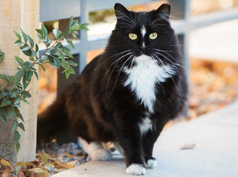 Black and white ear-tipped cat sitting outside next to a plant