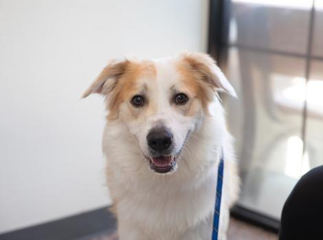 White and tan dog with mouth slightly open smiling
