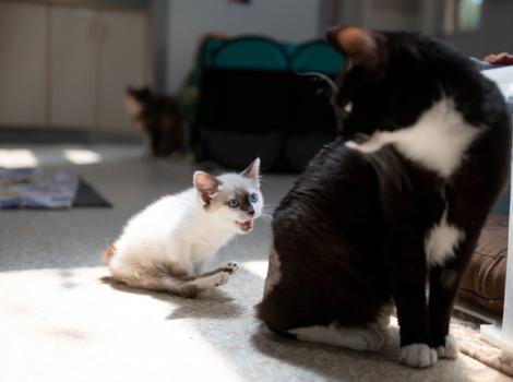 Evelyn the kitten sitting in a sunbeam meowing at a much larger black and white cat