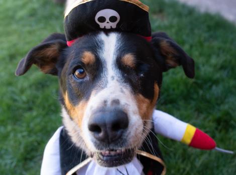 Eyesha the dog dressed as a pirate