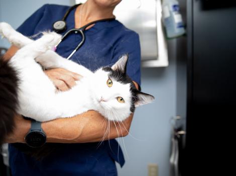 Person wearing scrubs and a stethoscope holding a black and white at