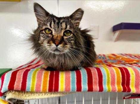 Waltz the brown tabby cat lying on a multicolored blanket