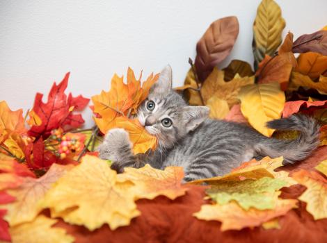 Gray tabby kitten playing in some autumn leaves