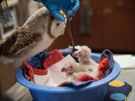 The two owlets being fed with an adult owl puppet beside them