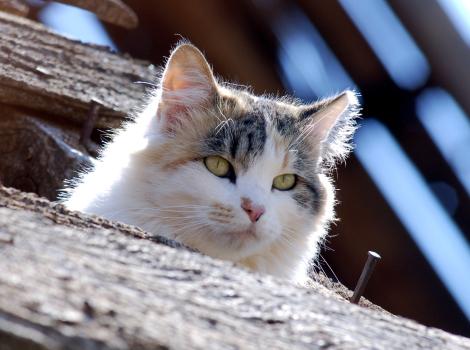 Ear-tipped community cat on a wood perch