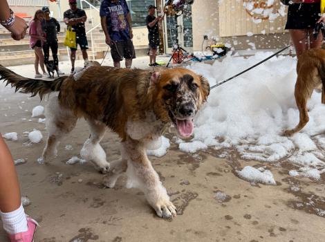 A dog on a leash walking in the foam