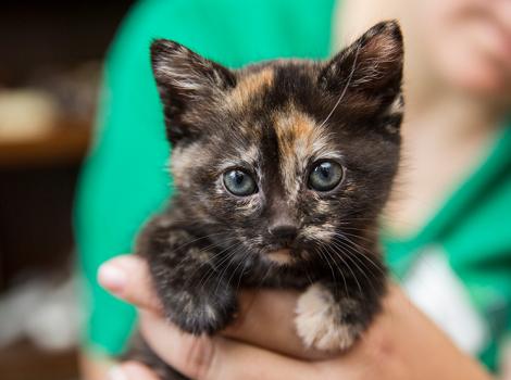 Person holding tortoiseshell kitten