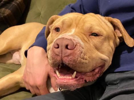 Float the dog smiling and lying against a person whose arm is around him