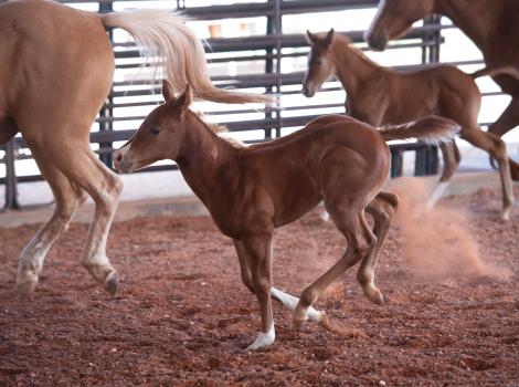 Two foals and two mares running