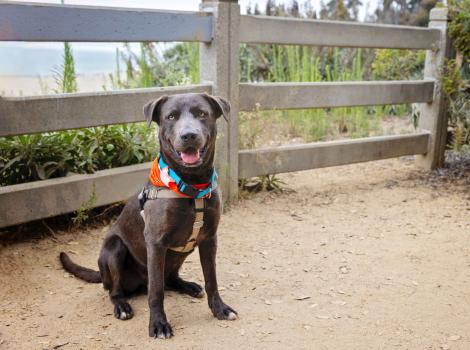 Large gray dog outside wearing a harness beside a fence at a beach