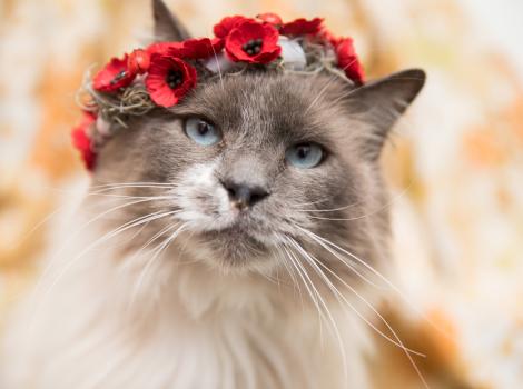 Gray and white cat with a crown of red flowers over her head
