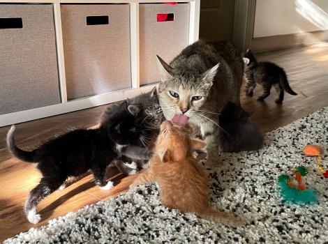 Mama cat Agave with one of her litters of kittens, licking one of them