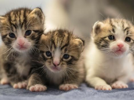 Popcorn, Kernel, and Corn the tabby kittens