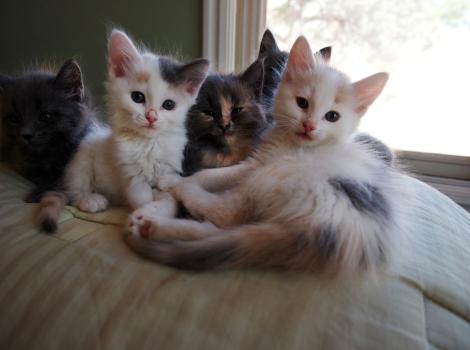 Foster Kittens