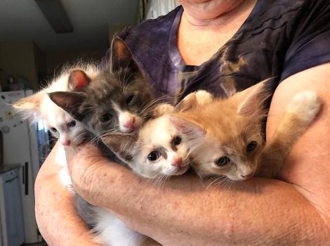 Sara Vincent holding a litter of four kittens in her arms