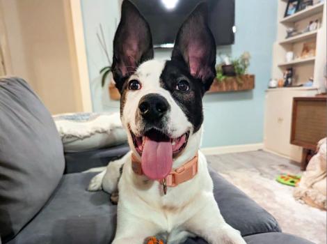 Bunny the puppy in her foster home